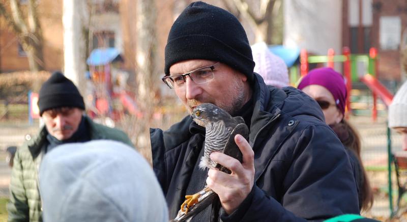 Ragadozó madarat is fogtak a kaposvári madárgyűrűzők