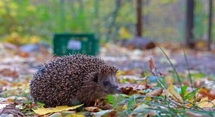 Így segítsd a telelő állatokat a kertedben