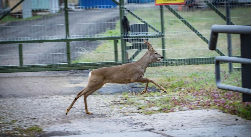 Őzikét mentettek a gyöngyösi városrendészek