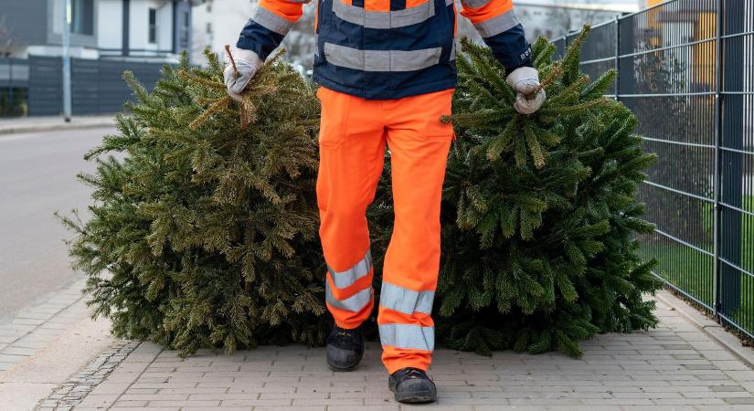 Értékes ajándékot kap, aki visszaviszi a karácsonyfáját, különleges akciót hirdettek ebben a magyar nagyvárosban