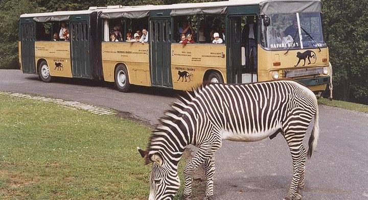 A szocializmus magyar buszritkaságai külföldön róják ma is az utakat