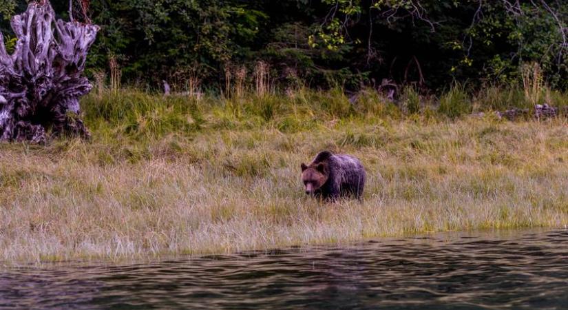 Medvecsaláddal barátkozott össze a kutya: elképesztő felvételeket rögzítettek