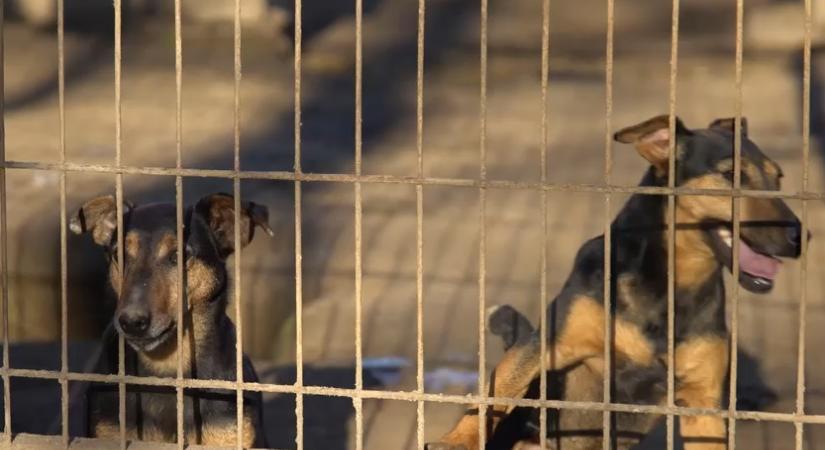 Több száz kutya szökik meg otthonról a tűzijátékok és a petárdázások miatt  videó