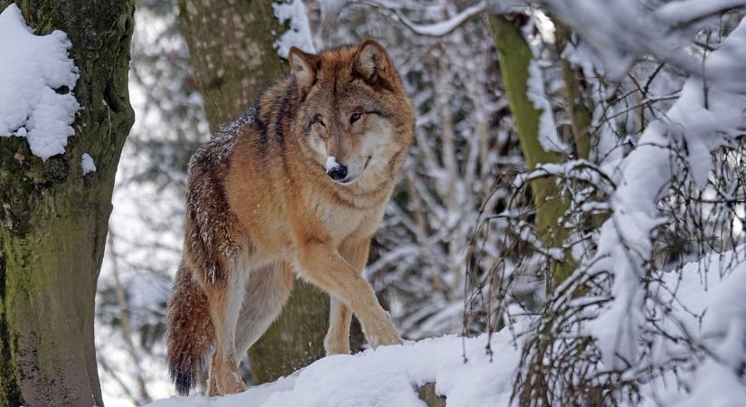 Felére csökkentenék a farkaspopulációt Svédországban - indul a brutális vadászat