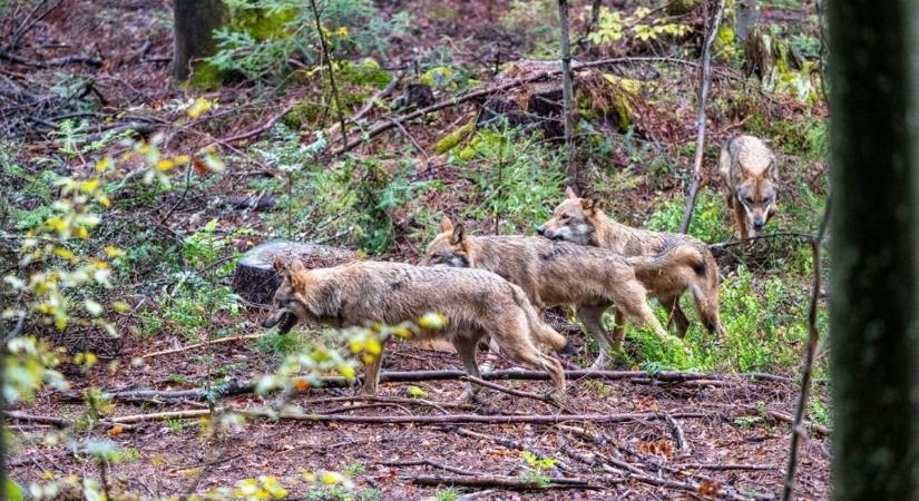 Svédország farkasvadászatba kezd, hogy felére csökkentse a veszélyeztetett állatállományt