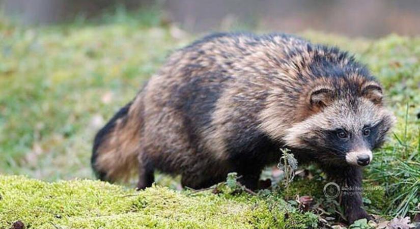 Honnan jött a Covid vírus? – érdeklődik a WHO Pekingtől