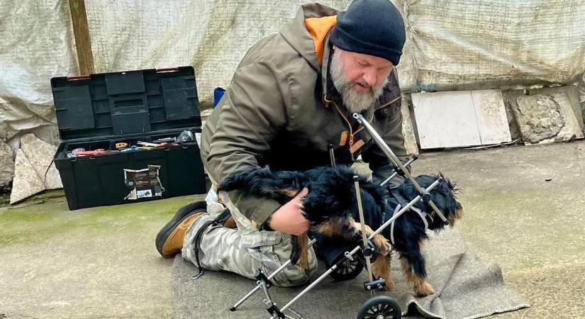 Bogyó reménye: gazdit keres a hamarosan lebénuló kölyökkutya