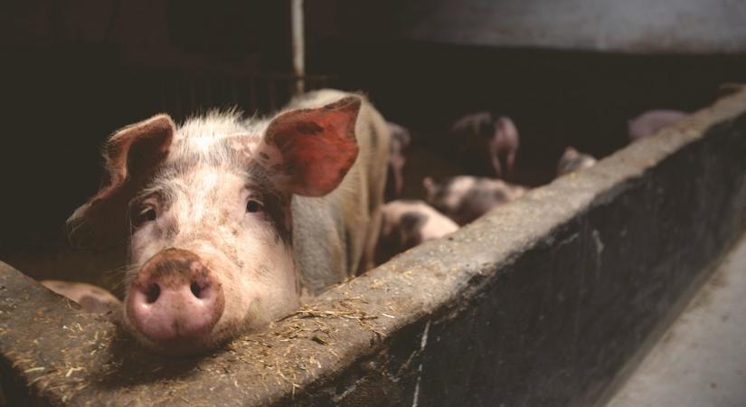 Harminc malac elpusztult, de több száz sertést kimentettek a tűzből