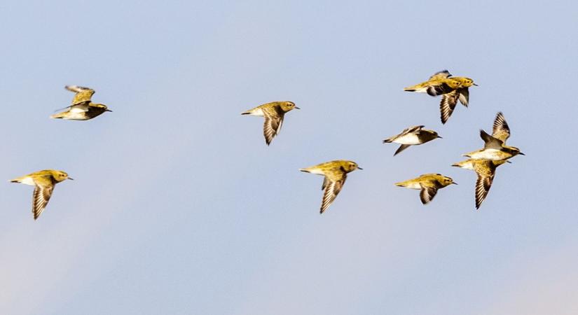 Áttelelő aranylilék a kutasi-vásárhelyi pusztában