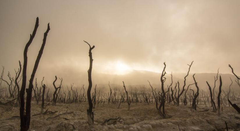 Kezdetét veszi a metszési időszak