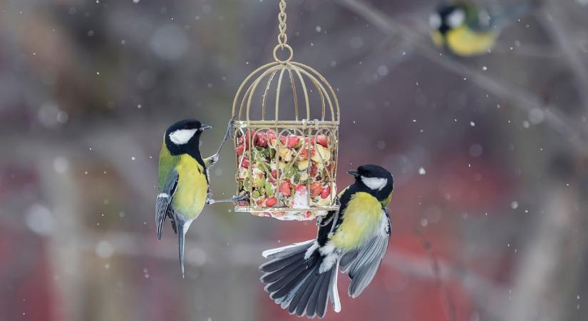 A nagy téli madárleshez bárki csatlakozhat – az akció február végéig tart