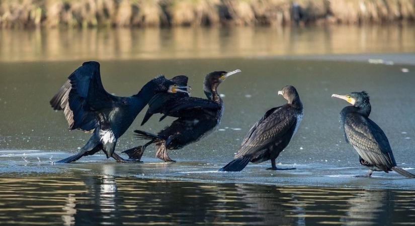 Kizabálják a halat a Balatonból a kárókatonák, Fonyódon hétezret láttak