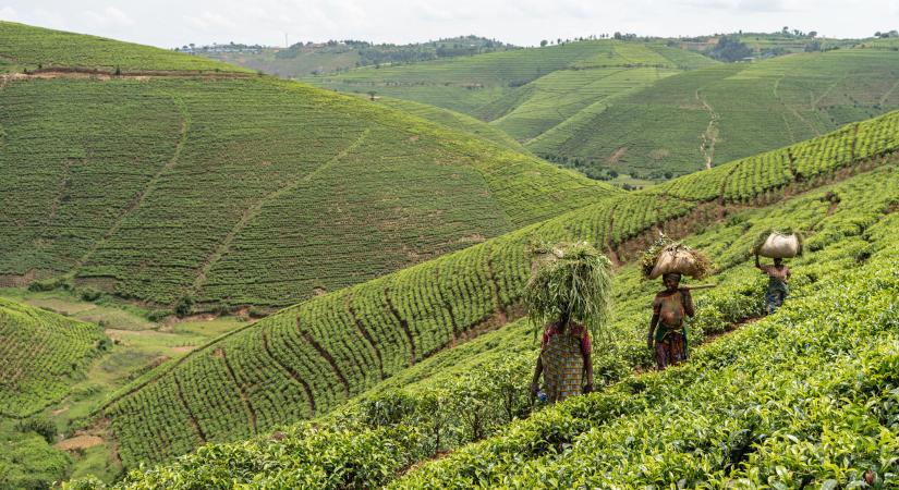 Harminc évvel a népirtás után Ruanda lenne Afrika mintaországa? Első rész