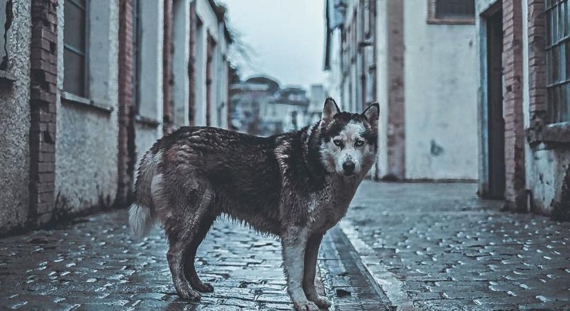 Elszökött rettegők: sok kutya szilveszter óta kóborol