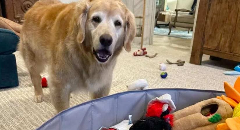 Hirtelen tűnt el a golden retriever a nyaralás után: nem hiszed el, hol talált rá a gazdi - Videó