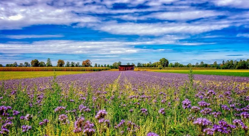 No-till: Jól megtervezett átállással 40-50 ezer forintot is megtakaríthatsz hektáronként