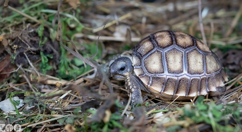 Teki bébik születtek a debreceni állatkertben