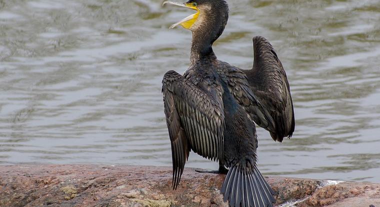 Puskával írtják a mohó madarakat a Balatonon