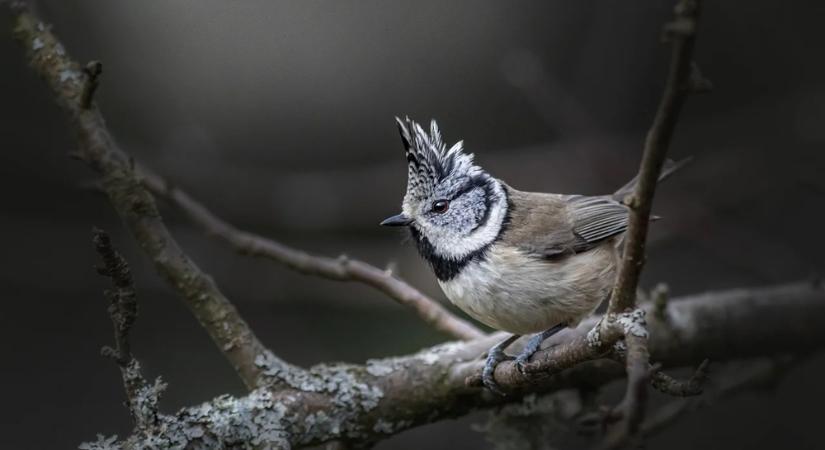 A természet újévi rituáléi: hogyan kezdik az évet az állatok?