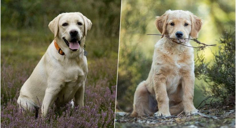 Labrador vagy golden retriever? A két szeretett fajta közötti különbségek