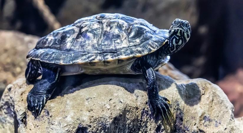 Mit csinál a teknős, amikor senki sem nézi? A lassúság mögötti titkok