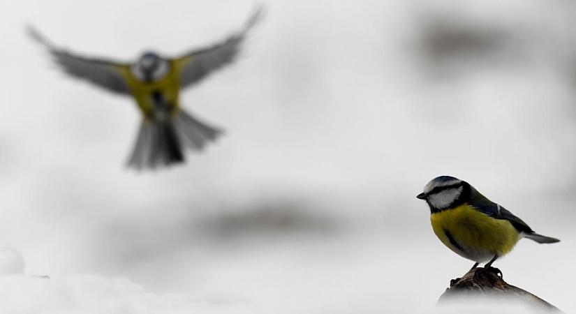 Madárszámlálásra hívja a lakosságot a Magyar Madártani és Természetvédelmi Egyesület