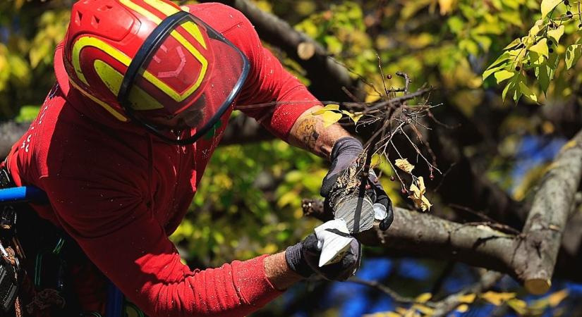 Megszabadítják Tiszaörs útjait a ránőtt növényzettől