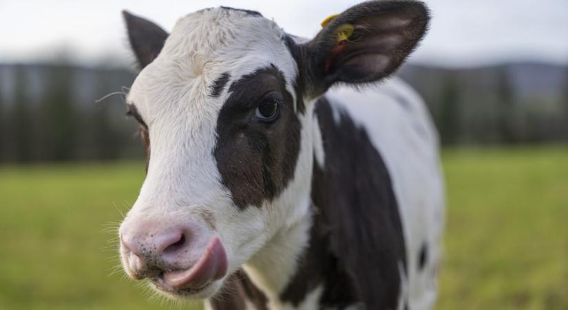 Kevesebb metánt bocsát ki Hilda, a jövő marhája