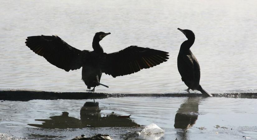 Kárókatonák pusztítják a Balaton halállományát