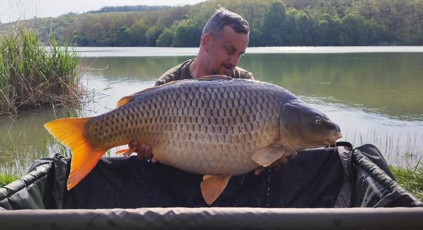 Kapitális példányokat emelt partra a kakasdi horgász