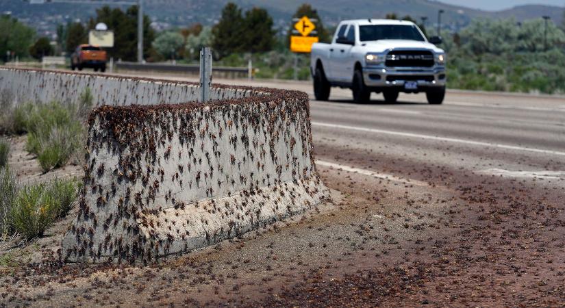 Mormon sáska invázió: íme a sokkoló videó Nevadából, és amit eddig tudunk a történtekről