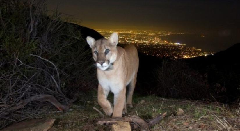 A Los Angeles-i pumák éjszakai állatokká válnak, hogy elkerüljék az embereket