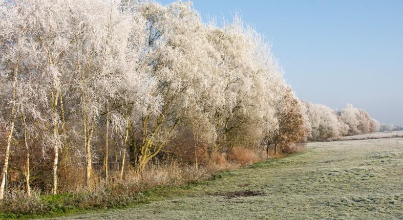 Tartós hidegre lenne szükség a kártevők számának csökkenéséhez