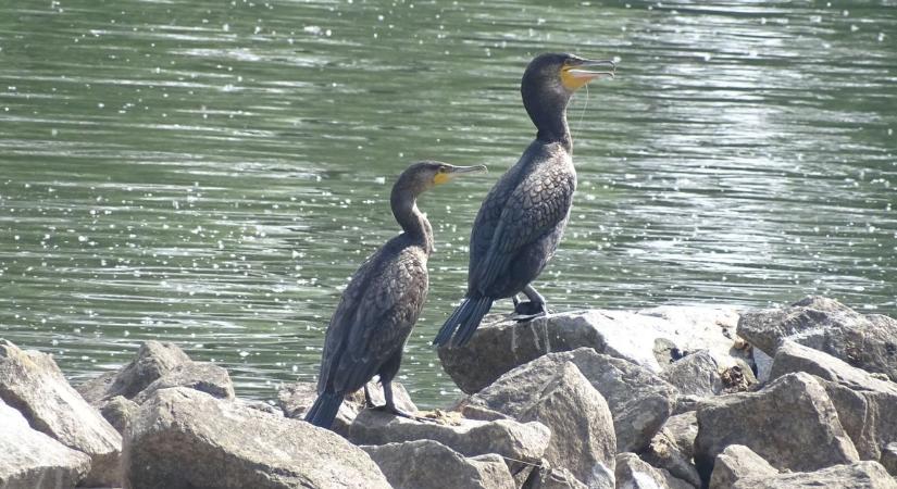 Kizabálják a halat a Balatonból a kárókatonák