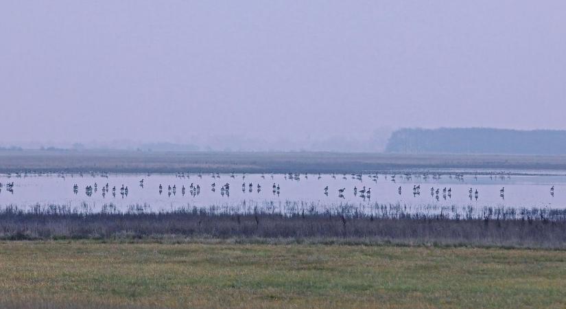 Különleges évet kezd a Kiskunsági Nemzeti Park