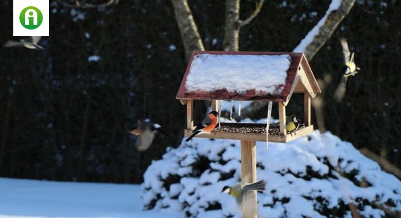 Február végéig tart a Nagy Téli Madárles