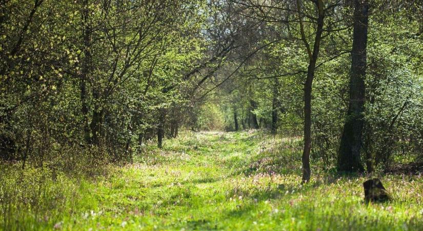 A kerecsendi Berek-erdő tavaszi hangulatot idéz