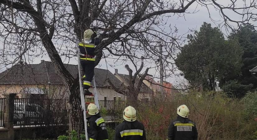 Nem csak városi legenda, több száz esetben macskát kellett mentenie a tűzoltóknak