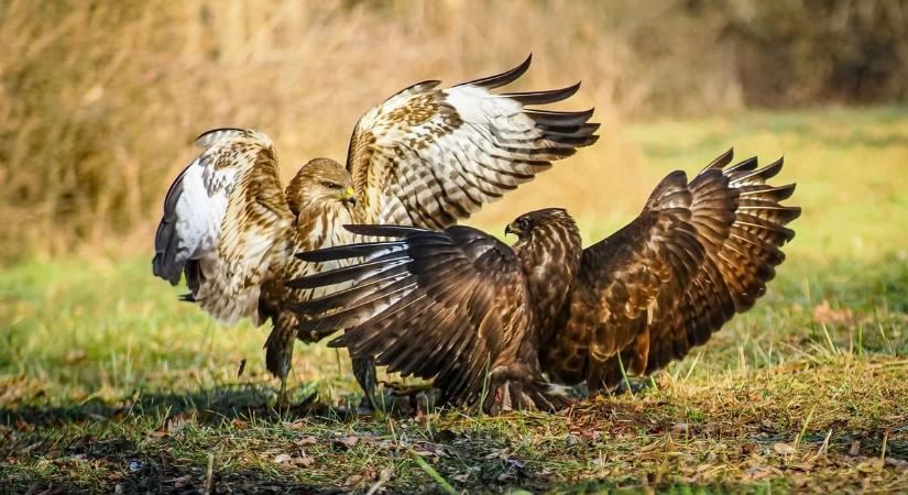 Ölyvek harcát fotózta testközelből a népszerű tatabányai fotós