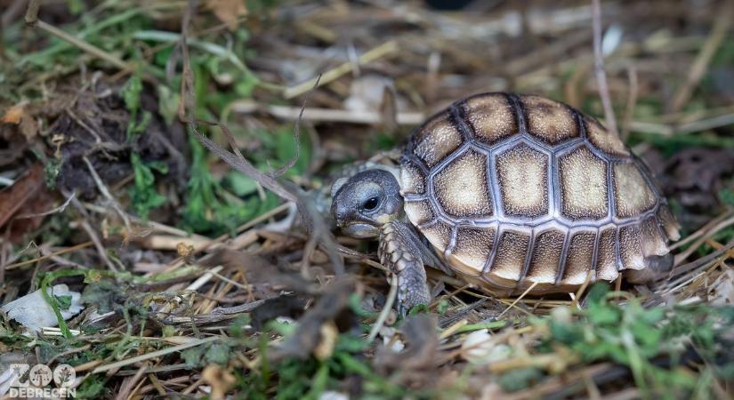 Nagyon cuki új lakói lettek a debreceni állatkertnek