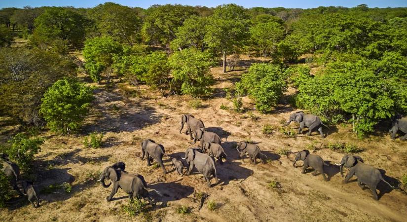 Egyedül maradt életben egy hétéves fiú a zimbabwei vadonban