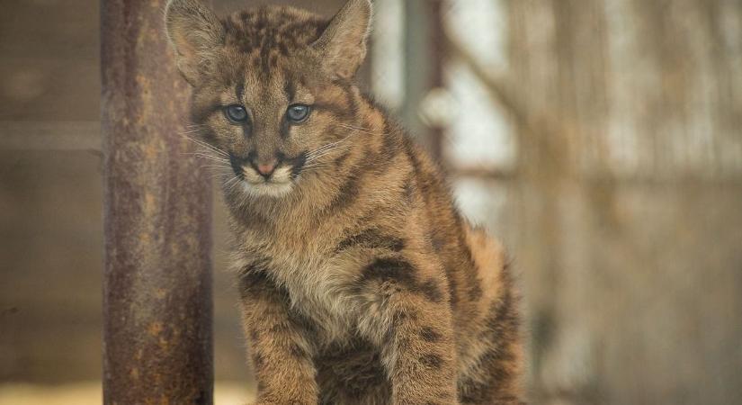 Puma névadó Gyöngyösön, amerikai módra