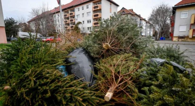 Kezdődik a kidobott fenyőfák begyűjtése Debrecenben