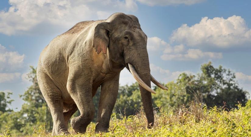 22 éves turistát ölt meg egy elefánt Thaiföldön