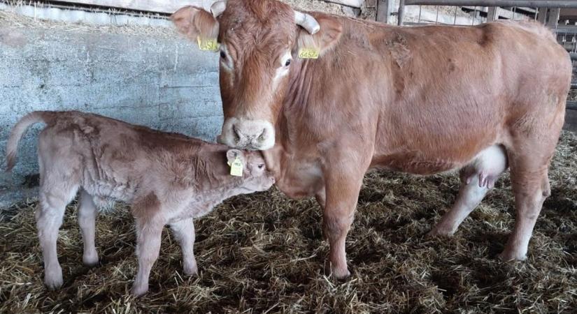 Ajándok, Valér, December vagy Múúú – Tud jobb nevet egy bikaborjúnak? (videó)