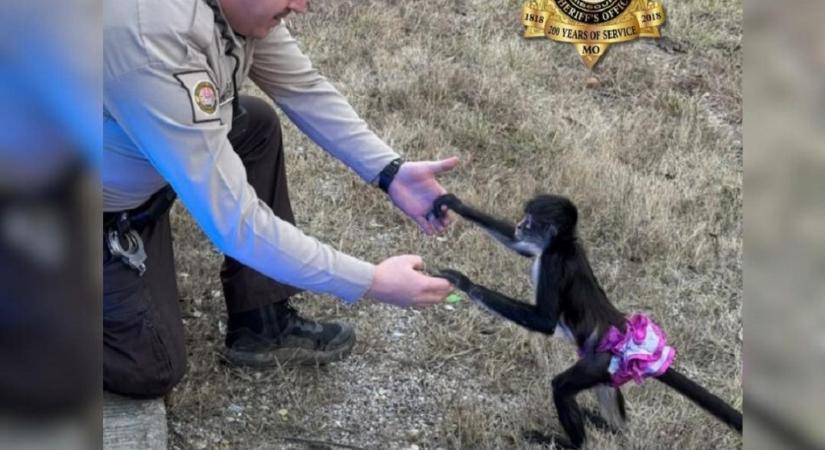 Tütüs pókmajmot mentettek az amerikai rendőrök