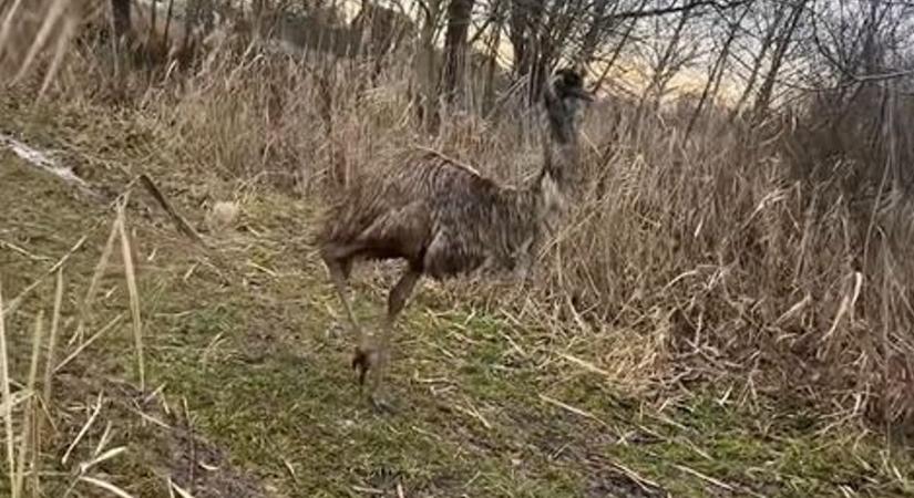 Szabadon kószál egy emu Újszegeden – videóval