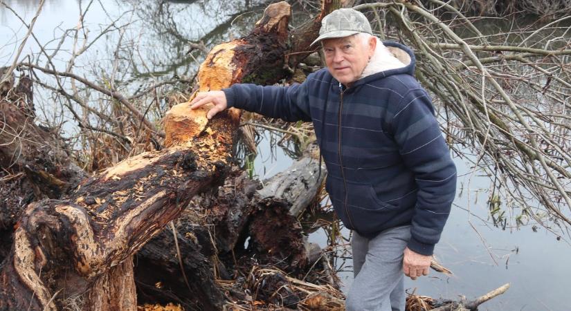 Nem kímélik a hódok a fákat a Holt-Tisza partján – galériával