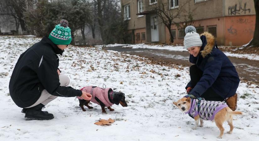 Kabátot a kutyára! Valóban szükség van rá? (fotókkal, videóval)