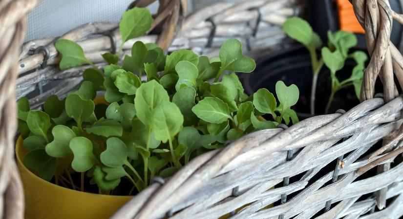 A télen sem unalmas balkon titka